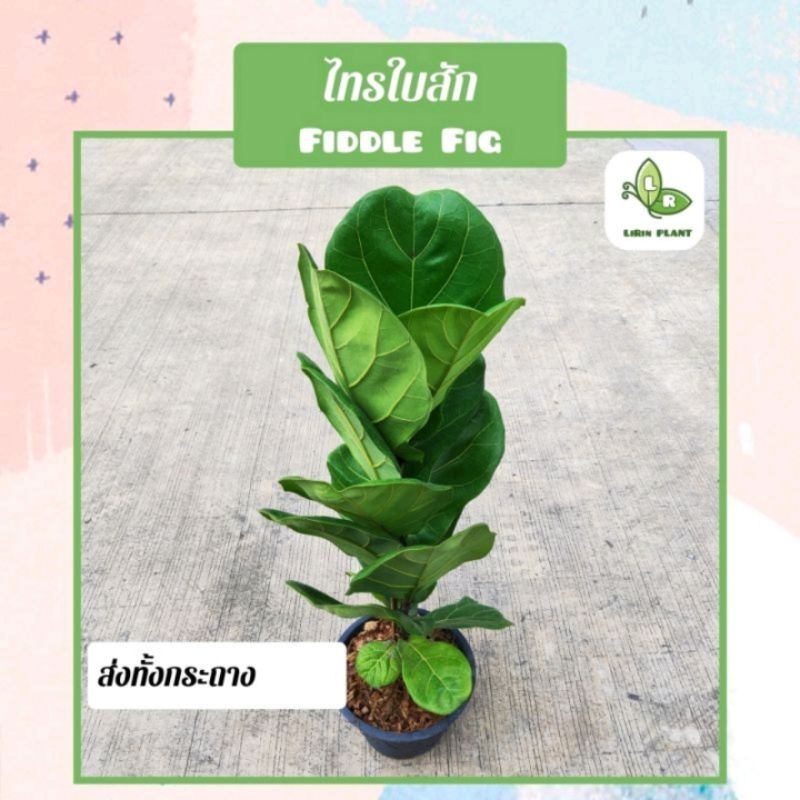 🪴ต้นไทรใบสักใบแคระ "FiddleFig" ต้นใหญ่ ต้นสูง 60-70 cm. ฟอร์มกิ่ง3-4กิ่งต่อต้น  ต้นไม้ฟอกอากาศ (จัดส่งพร้อมกระถาง)
