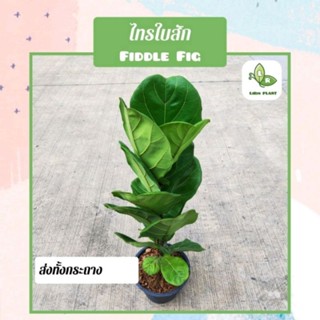 ต้นไทรใบสัก Fiddle Fig "ต้นใหญ่" สูง 70-90  Cm. (ต้นไม้ฟอกอากาศ) ส่งทั้งกระถาง