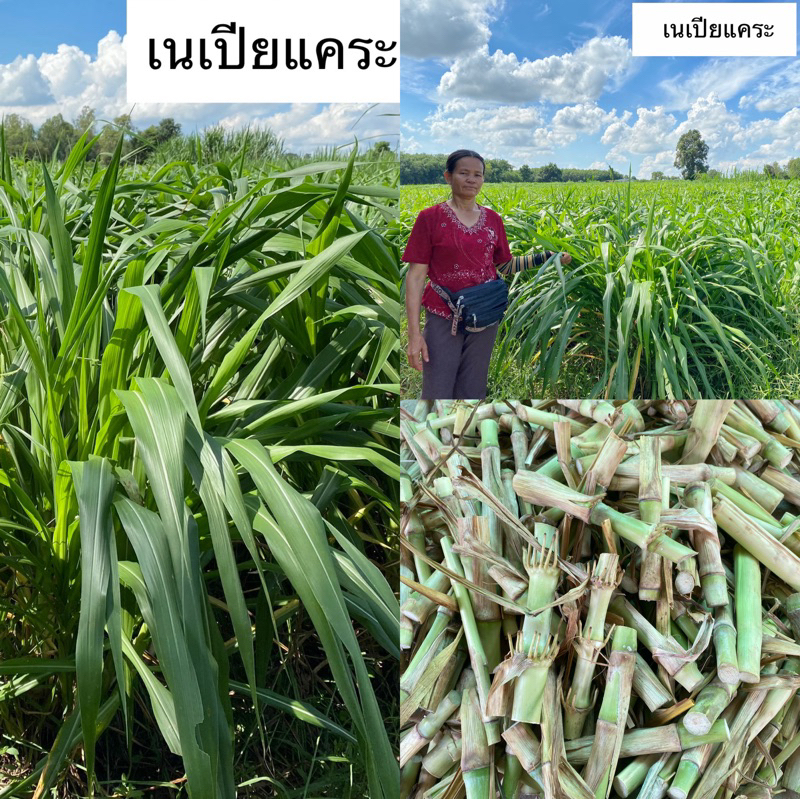 50ท่อน ท่อนพันธุ์หญ้าเนเปียแคระ