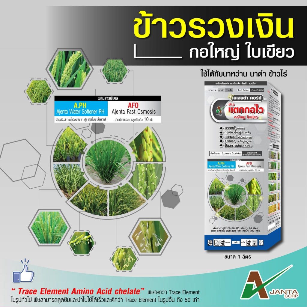 ข้าวแตกกอ แตกกอไว กอใหญ่ ใบเขียว ตั้งท้องสมบูรณ์ กระชากรวง รวงยาว รวงใหญ่ เอเจนต้า คอร์ป ข้าวรวงเงิน