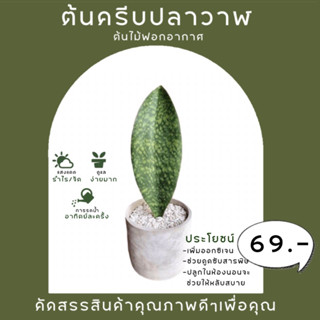 ครีบปลาวาฬ ไม้ฟอกอากาศสไตล์มินิมอล