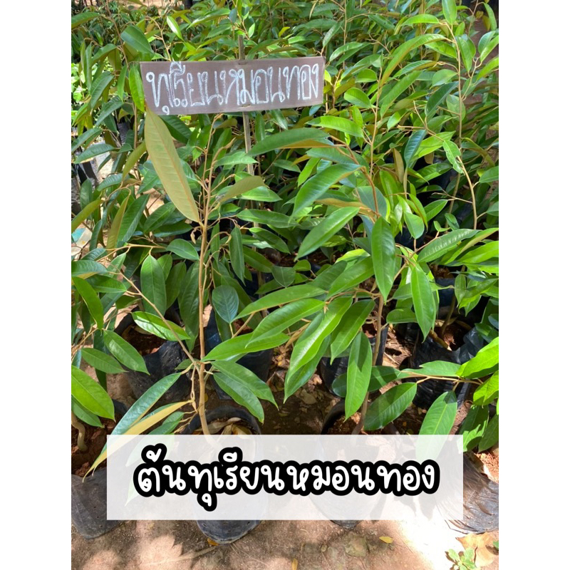 ต้นทุเรียนหมอนทองปราจีนแท้100% ต้นแข็งแรง สูง80-100cm.