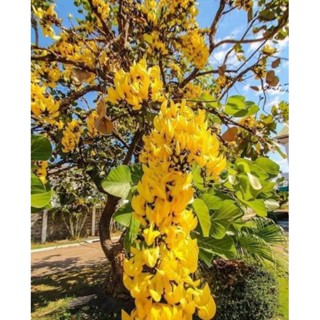 ต้นทองกวาวสีเหลือง,ดอกจานสีเหลือง🌳💐(ชุดละ 4 ต้น)💐🌳ใช้เป็นไม้ประดับ ไม้มงคล ออกดอกเป็นพุ่มสีเหลืองสวยงาม ออกดอกตลอดปี