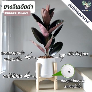 🖤🖤 ต้นยางอินเดียดำ"Rubber Plant" 60-80+Cm. (ต้นใหญ่) วัดจากก้นกระถางความสูง พร้อมกระถางเบลล่า9"นิ้ว+เม็ดPopper+ขาตั้ง