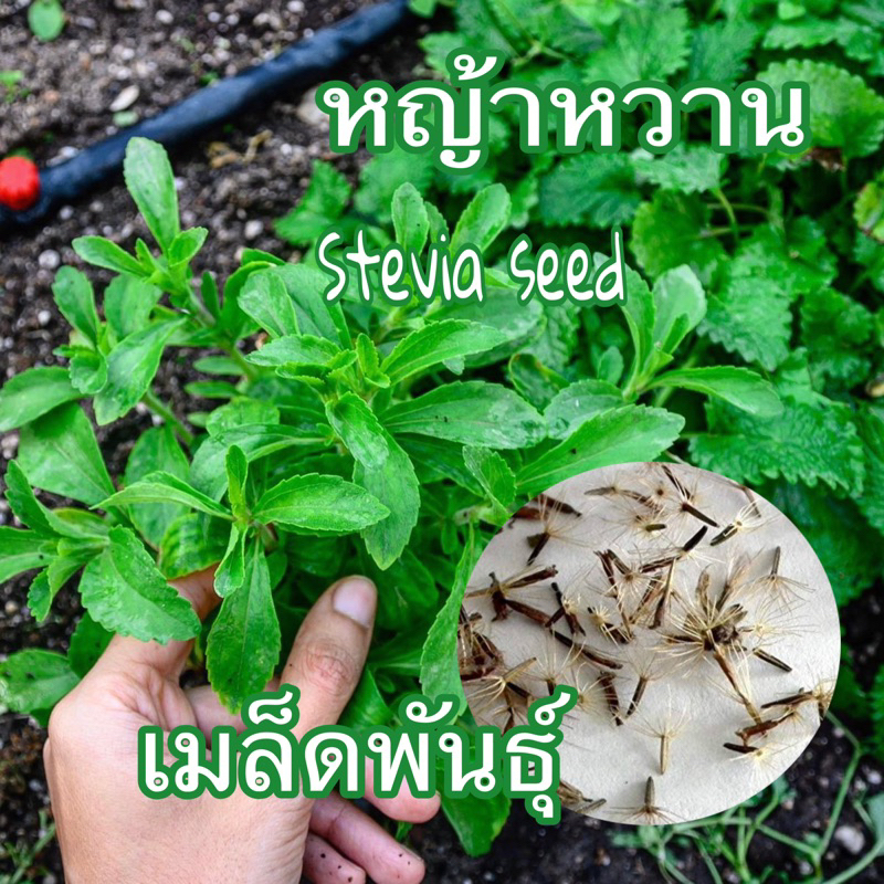 เมล็ดพันธุ์ หญ้าหวาน (Stevia) ชุด 50 เมล็ด มีบริการเก็บเงินปลายทาง