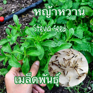 เมล็ดพันธุ์ หญ้าหวาน (Stevia) ชุด 50 เมล็ด มีบริการเก็บเงินปลายทาง