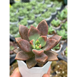 GRAPTOSEDUM BRONZE ไม้อวบน้ำ น่ารักๆ กระถาง 2 นิ้ว