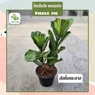 ต้นไทรใบสัก ฟอร์มกิ่ง Fiddle fig ส่งทั้งกระถาง สูง 70-90 Cm.