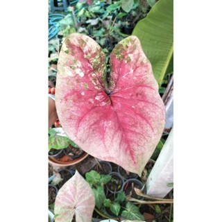 บอนสีแก้วมังกรcaladium