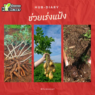 10-20-30 1กิโลกรัม (ปุ๋ยเกล็ดฟิวส์โก้) ขยายขนาดผล เพิ่มน้ำหนัก สีสวย