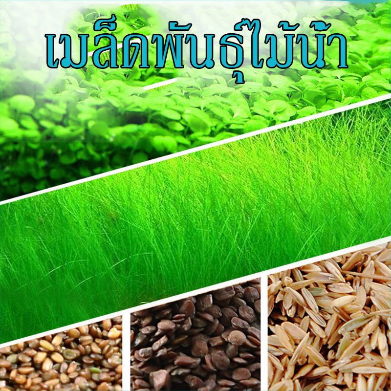 เมล็ดพันธ์ุไม้น้ำ เมล็ดไม้น้ำ ไม้น้ำ เมล็ดต้นไม้น้ำ ต้นไม้ปลูกในน้ำ ต้นไม้น้ำแต่งตู้ปลา สร้างระบบนิเวศ มี6ชนิด 5กรัม