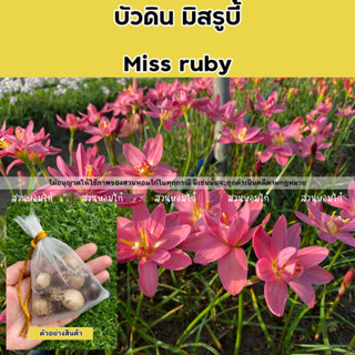 🌷หัวดอกบัวดินมิสรูบี้ Miss Ruby