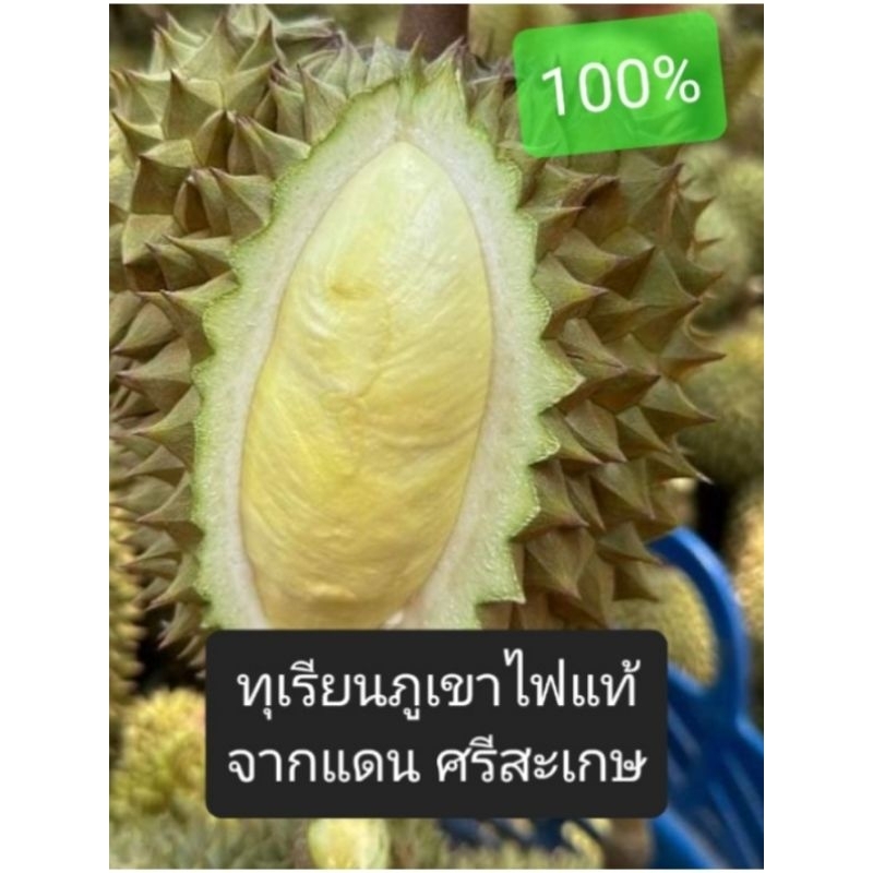 มาแล้วฤดูกาล ทุเรียนภูเขาไฟแท้100% ศรีสะเกษ เน้นเนื้ออร่อย อยากให้คนไทยได้ลอง(กรุณาอ่านรายละเอียด)