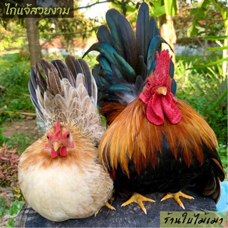 ไข่เชื้อไก่แจ้ สีป่าเหลือง ขาสั้นตอ ไข่มีเชื้อ ใบละ 40 บาท ซื้อ5ใบ แถมฟรี1ใบ (พ่อ-แม่พันธุ์ตามรูปเลยครับ)