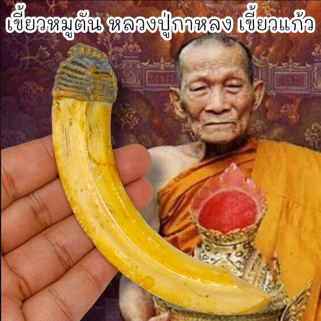 MUT[88]เขี้ยวหมูตัน หลวงปู่กาหลง เขี้ยวแก้ว เขาแหลม เป็นเขี้ยวหมูใครหนาดใหญ่ผ่านพิธีปลุกเสกปลุกธาตุอานุภาพป้องกันภัย