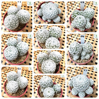 แมมลูกกอล์ฟ กระบองเพชร Mammillaria humboldtii กระถาง 3 นิ้ว