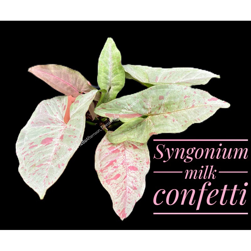 Syngonium milk confetti ออมชมพูมิลค์ ขนาด3นิ้ว ส่งพร้อมกระถาง