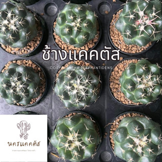 ส่งล้างราก❗️ ช้าง Coryphantha Elephantidens แคคตัส กระบองเพชร ช้างกระบองเพรช