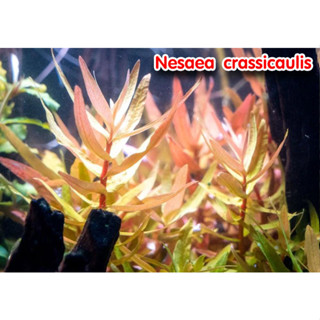 Nesaea crassicaulis พร้อมปลูก ต้นไม้น้ำ ต้นไม้น้ำตกแต่งตู้ปลา ไม้น้ำตกแต่งตู้ปลา