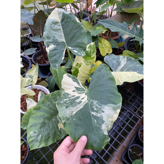 บอนกระดาดด่าง alocasia macrorrhizos variegated