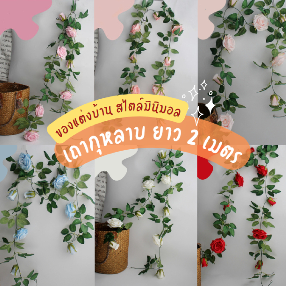 เถากุหลาบปลอม กุหลาบเลื้อย ดอกกุหลาบเลื้อย กุหลาบปลอม