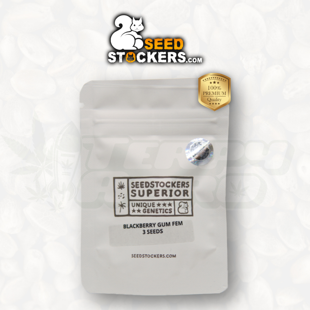 #Seedstockers #BlackberryGum #สายพันธุ์กัญชา #Photoperiod #Indica