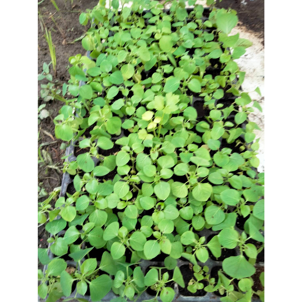 ต้นพันธฺฺุ์  ก้อมก่อเมือง ใส่แกงหน่ออร่อย พร้อมปลูกในถุงดำ 39 บาท - รูปที่ 4