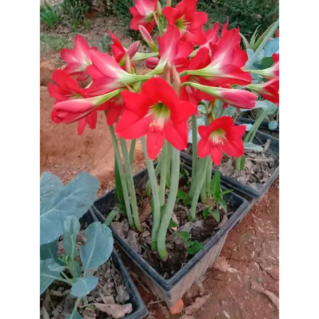 ต้นพันธฺฺุ์ ว่านสีทิศสีแดง พร้อมปลูกในถุงดำ 39 บาท