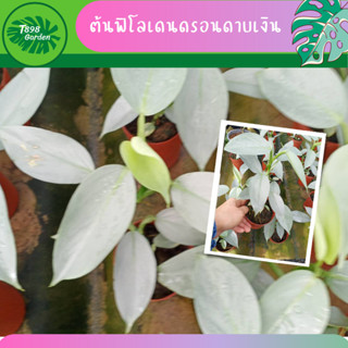 ต้นดาบเงิน philodendron silver sword ดาบเงิน ฟิโลเดนดรอนดาบเงิน philodendron hastatum ไม้ฟอกอากาศ กระถาง 5 นิ้ว