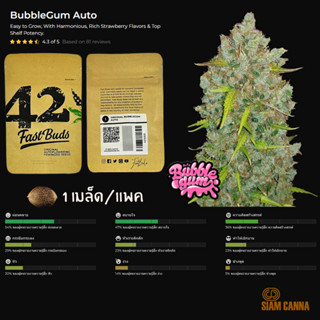 เมล็ดกัญชา BubbleGum Auto - Fastbuds Pack : 1 seed พร้อมแพ็คเกจค่าย เมล็ดกัญชาออโต้