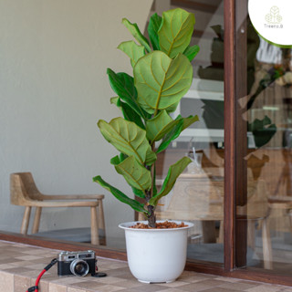 Treeno.9 T2 ไทรใบสัก ต้นใหญ่  (Fiddle Leaf Fig) / กระถาง 10 นิ้ว / สูง 60-70 ซม. / ไม้ประดับ ไม้มงคล ไม้ฟอกอากาศ (ต้นไม้)