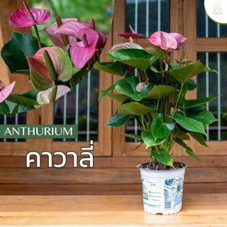 Treeno.9 T43 ดอกหน้าวัว สีม่วงอ่อน (Anthurium) / กระถาง 8 นิ…