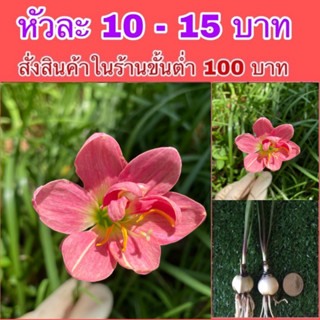 บัวดิน Madame​ butterfly🌷แดงดอกซ้อน อ่านรายละเอียดด้วยจ้า🌷