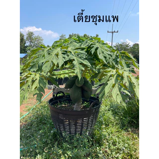 มะละกอเตี้ยชุมแพ ต้นเตี้ย ในถุงดำขนาด 3.5 x 7 นิ้ว