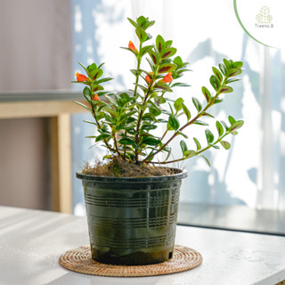 Treeno.9 T189 ปลาทองนำโชค (Goldfish Plant) กระถาง 6 นิ้ว / สูง 30-40 ซม. / ไม้ประดับ ไม้ดอก ไม้มงคล (ต้นไม้)