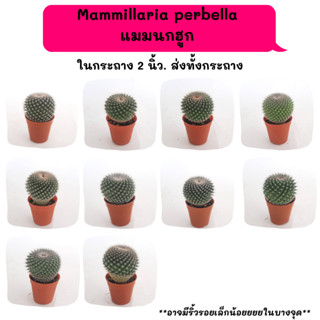 MT025 Mammillaria perbella แมมนกฮูก ไม้เมล็ด cactus กระบองเพชร แคคตัส กุหลาบหิน พืชอวบน้ำ