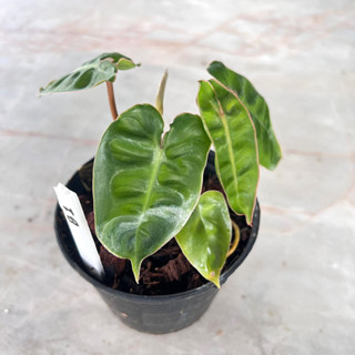 Philodendron billietiae ฟิโลเดนดรอนก้านส้ม ไม้เนื้อเยื่อ