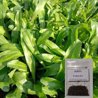 🌱เมล็ดผักชีฝรั่ง 500 เมล็ด (ผักชีใบเลื่อย) (5แถม1คละได้)