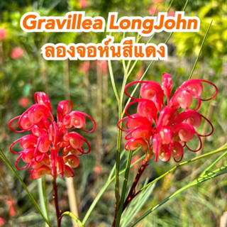 ขายกิ่งพันธุ์ สนเกรวิลเลีย Grevillea Long Johnสีแดง กิ่งทาบ ความสูง 80-1เมตร พร้อมออกดอก