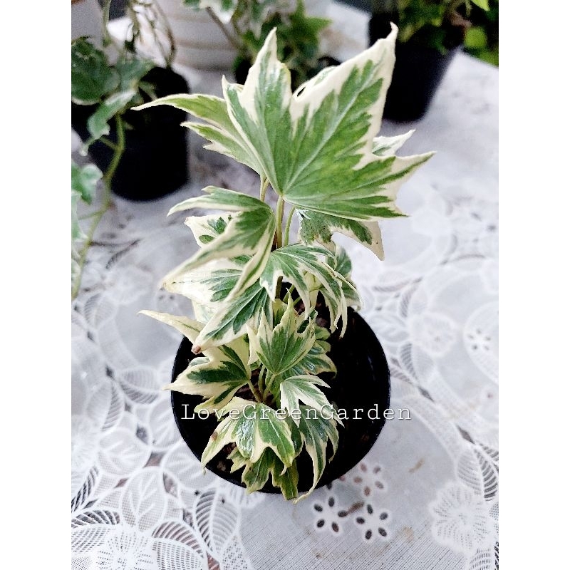 อิงลิชไอวี่Variagated English Ivy