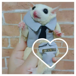 🌟🌟ถูก​ที่สุดเสื้อชูก้า​พร้อมสายจู​ง🌟🌟[[[ Pepzi&Family ]]]] เสื้อพร้อมสายจูงชูก้า ชูก้าร์ ชูการ์ไกรเดอร์ ชูการ์ไกลเดอร์