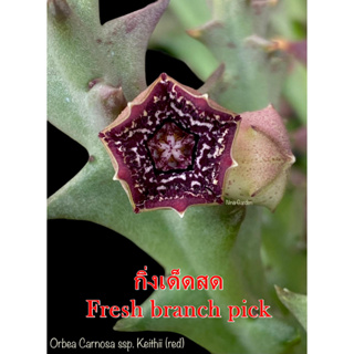 เก๋งจีน Orbea Carnosa ssp. Keithii(Red) *กิ่งเด็ดสด* แคคตัส ไม้อวบน้ำ Cactus and Succulent