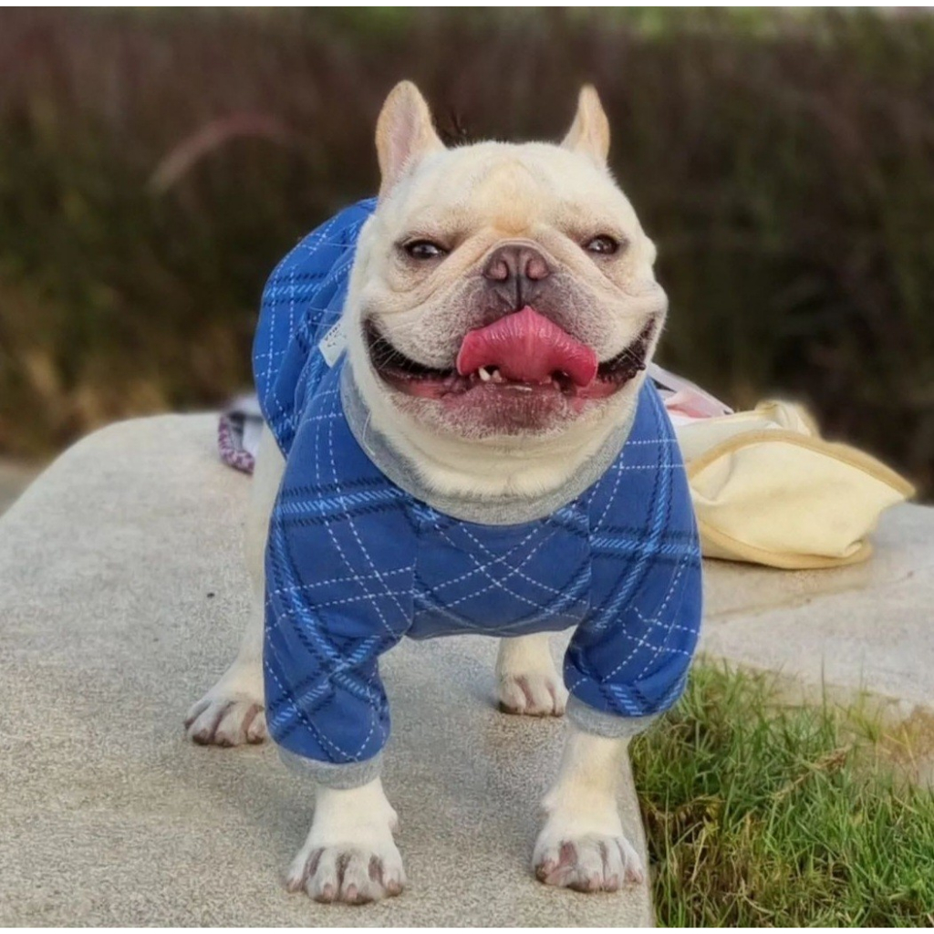 Pet Clothing 99 บาท Aเสื้อบักหมา มีแขนลายสก็อตน้ำเงิน Pets