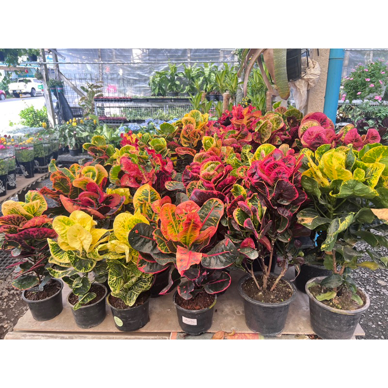 โกสน" ราชาแห่งไม้ใบ ต้นโกสนไซส์ใหญ่ กระถาง6- 8" สูง 30-60เซนติเมตร