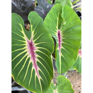 Colocasia Papua Manise