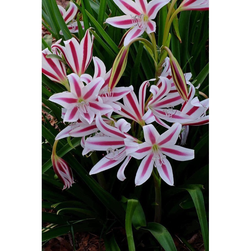 พลับพลึงชินโต Crinum cintho alpha