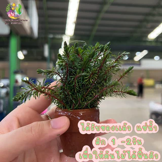 วาเลนชี่ดิบ(พร้อมกระถาง)🌱💦