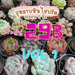 พร้อมส่ง กุหลาบหิน ไม้อวบน้ำ ไฮบริด สายพันธุ์ใหม่ๆ กระถาง 5 cm succulent echeveria​ haworthia​ lithop​ Cactus​