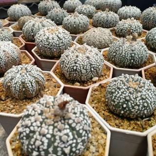 Astro phytum แอสโตรไฟตัมไม้เมล็ดสวยๆ astrophytum cactus