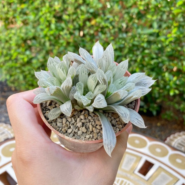 Haworthia.silver.swirl